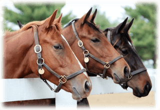 Vårdkostnader för hästar