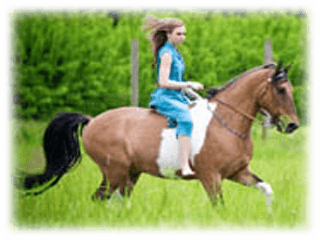 Undantag i hästförsäkringar
