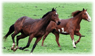 Engelska länkar om hästförsäkringar och häst