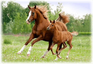 Bäst om hästförsäkringar